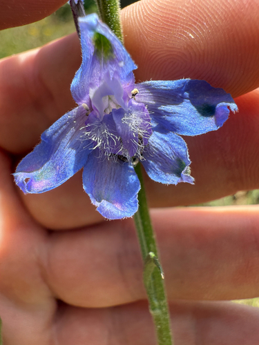 Delphinium carolinianum (Wild Blue Larkspur)