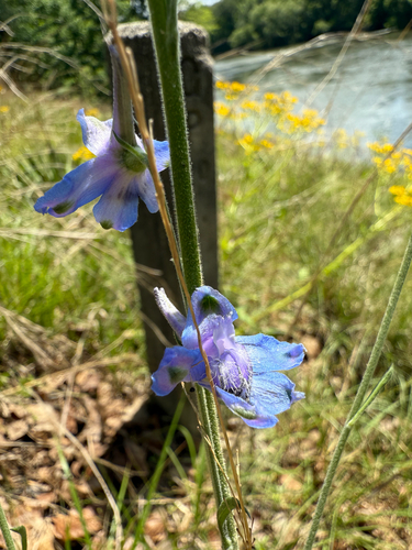 Delphinium carolinianum (Wild Blue Larkspur) (alternate view 3)