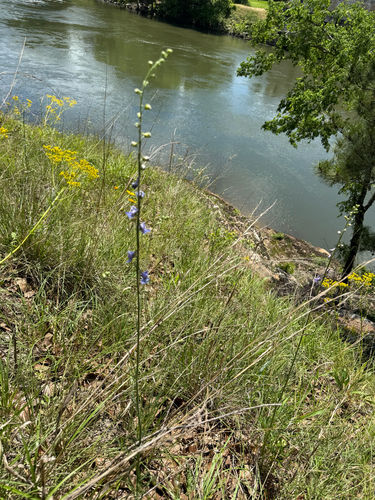 Delphinium carolinianum (Wild Blue Larkspur) (alternate view 2)