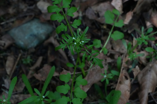Cardamine pensylvanica (Pennsylvania Bittercress) (alternate view 3)