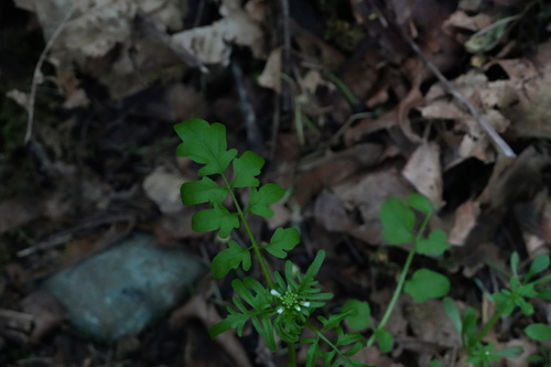 Cardamine pensylvanica (Pennsylvania Bittercress) (alternate view 4)