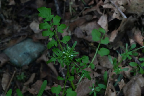 Cardamine pensylvanica (Pennsylvania Bittercress) (alternate view 5)