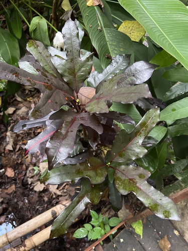 Codiaeum (alternate view 6)