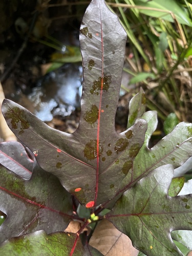 Codiaeum (alternate view 7)