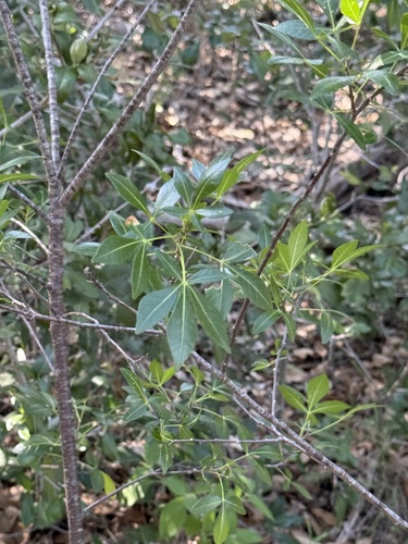 Ptelea trifoliata (common hoptree) (alternate view 2)
