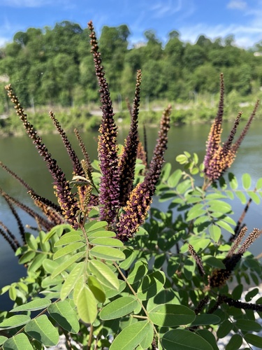 Amorpha fruticosa (false indigo bush)