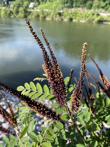 Amorpha fruticosa (false indigo bush)
