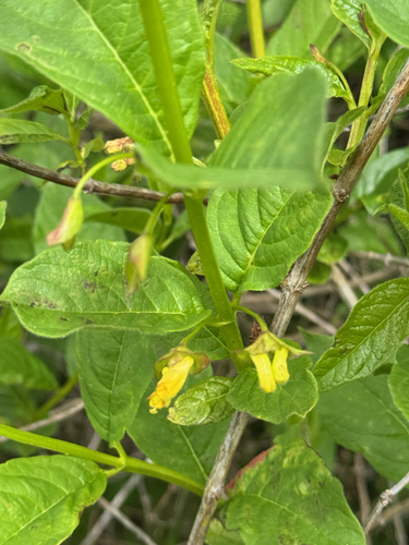 Lonicera involucrata (twinberry honeysuckle)