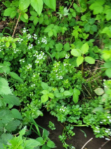 Cardamine amara (large bittercress)