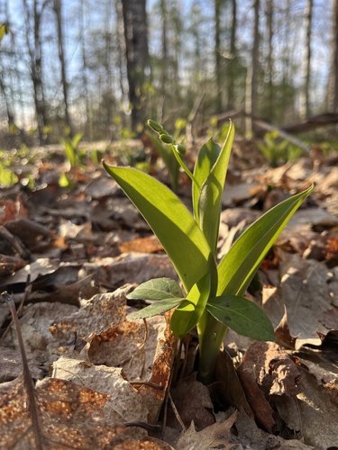 Clintonia borealis (bluebead lily)