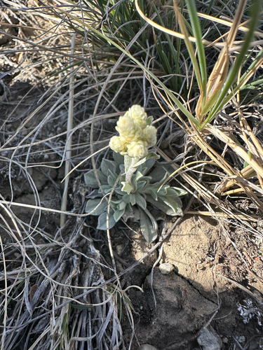 Antennaria parvifolia (small-leaf pussytoes) (alternate view 2)