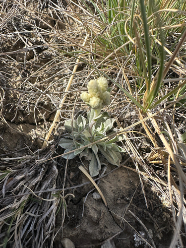 Antennaria parvifolia (small-leaf pussytoes) (alternate view 3)
