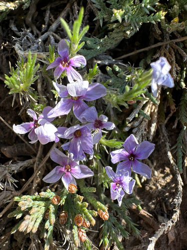 Phlox hoodii (spiny phlox)