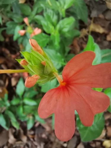 Crossandra (Crossandras) (alternate view 7)