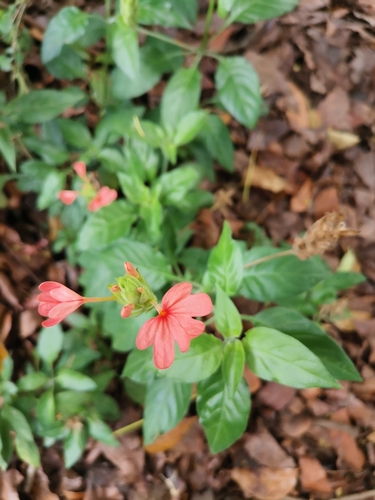 Crossandra (Crossandras) (alternate view 8)