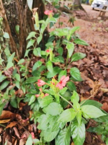 Crossandra (Crossandras) (alternate view 9)