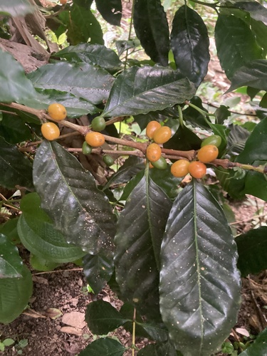 Coffea arabica (Coffee Plant)