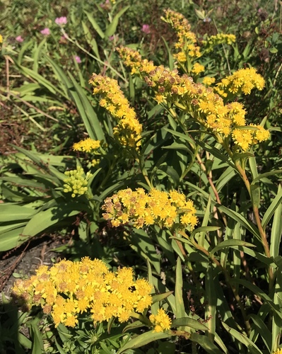 Solidago sempervirens (northern seaside goldenrod) (alternate view 9)