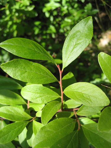 Gaylussacia baccata (black huckleberry) (alternate view 10)