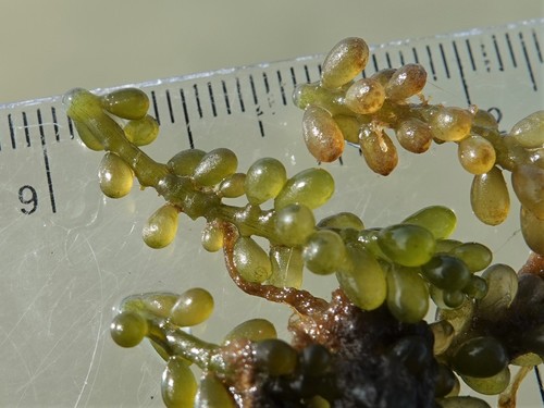 Caulerpa (alternate view 7)