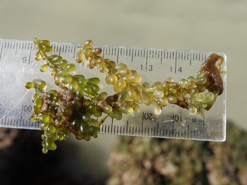Caulerpa (alternate view 8)