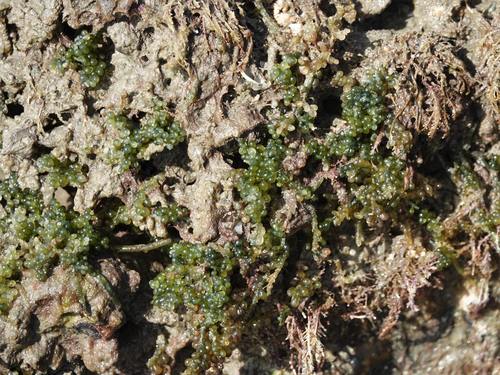 Caulerpa (alternate view 9)