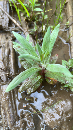 Epilobium parviflorum (Hoary Willowherb)