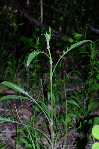Packera anonyma (Small's ragwort)