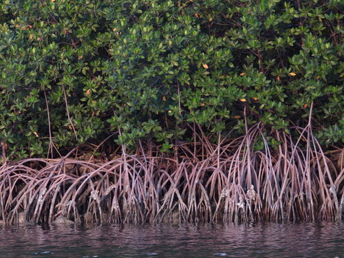 Rhizophora mangle (red mangrove) (alternate view 10)