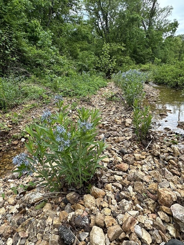 Amsonia illustris (Shining Bluestar)
