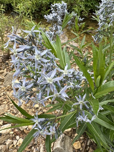 Amsonia illustris (Shining Bluestar) (alternate view 2)