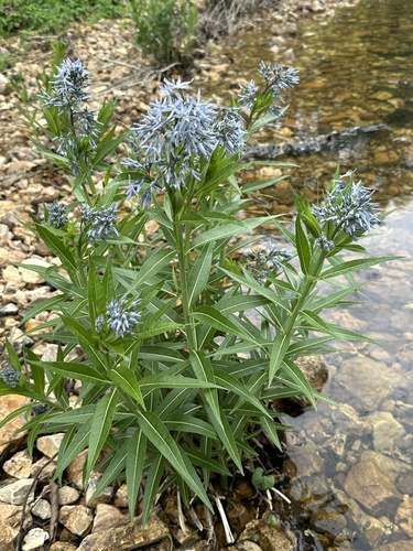 Amsonia illustris (Shining Bluestar) (alternate view 3)