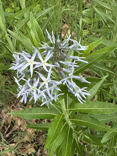 Amsonia illustris (Shining Bluestar) (alternate view 4)