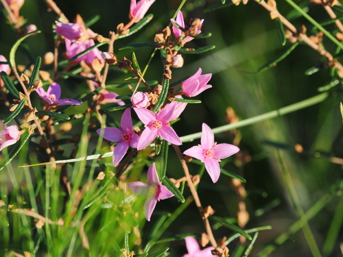 Boronia rosmarinifolia (Pink Boronia) (alternate view 5)