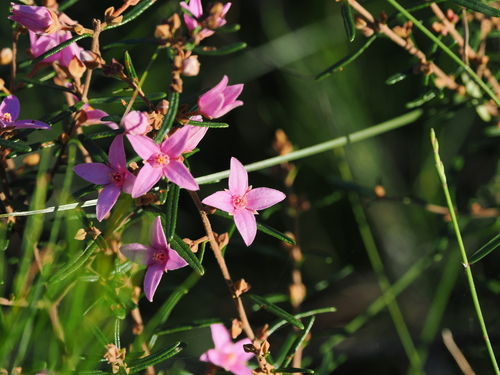 Boronia rosmarinifolia (Pink Boronia) (alternate view 6)