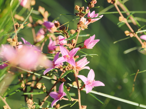 Boronia rosmarinifolia (Pink Boronia) (alternate view 7)