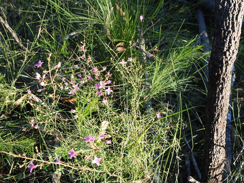 Boronia rosmarinifolia (Pink Boronia) (alternate view 8)