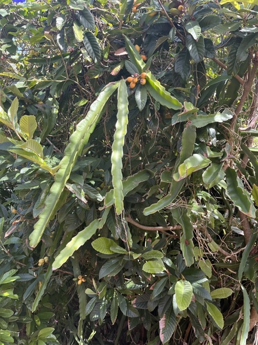 Selenicereus undatus (Dragon Fruit) (alternate view 2)