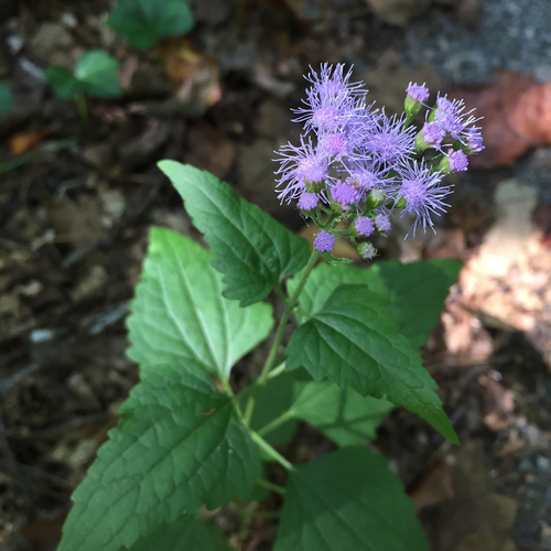 Conoclinium coelestinum (Blue Mistflower)