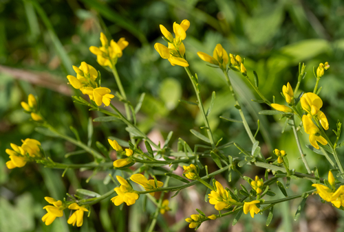 Genista lydia (Lydia broom)