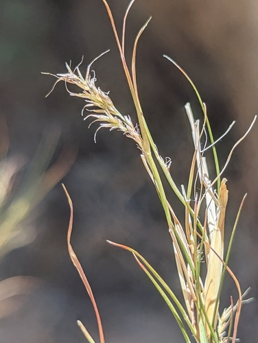 Muhlenbergia dumosa (Bamboo Muhly)