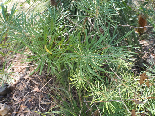 Banksia collina (Hill Banksia) (alternate view 3)