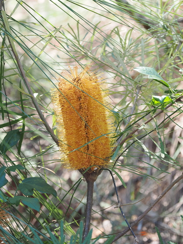 Banksia collina (Hill Banksia) (alternate view 2)