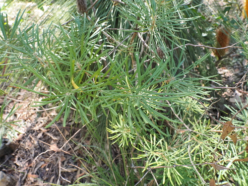 Banksia collina (Hill Banksia) (alternate view 4)