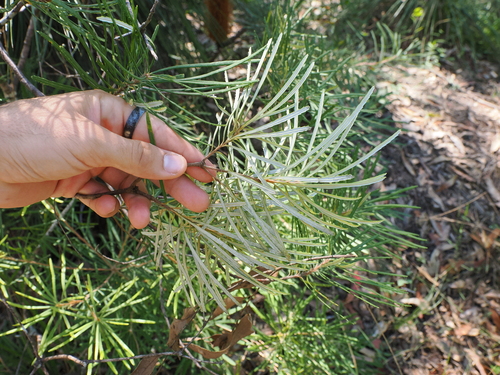 Banksia collina (Hill Banksia) (alternate view 5)