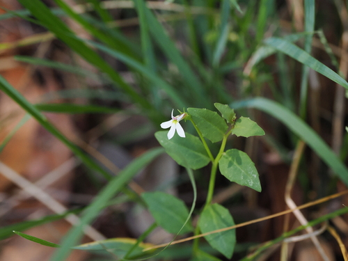 Lobelia purpurascens (White Root) (alternate view 10)