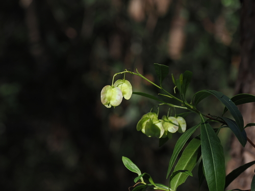 Dodonaea triquetra (Common Hop Bush) (alternate view 7)