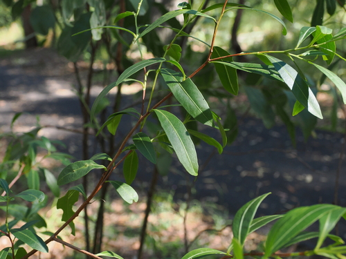 Dodonaea triquetra (Common Hop Bush) (alternate view 9)
