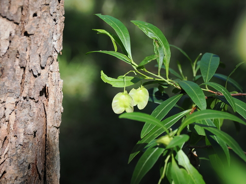 Dodonaea triquetra (Common Hop Bush) (alternate view 8)