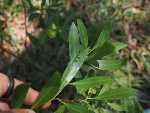 Dodonaea triquetra (Common Hop Bush) (alternate view 10)